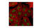 PHD Finger Protein 20 antibody, 3934S, Cell Signaling Technology, Immunocytochemistry image 