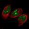 Nuclear VCP Like antibody, HPA028219, Atlas Antibodies, Immunofluorescence image 