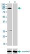 Gamma-Aminobutyric Acid Type B Receptor Subunit 1 antibody, H00002550-M01, Novus Biologicals, Western Blot image 