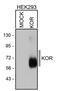 Opioid Receptor Kappa 1 antibody, PA3-028, Invitrogen Antibodies, Western Blot image 