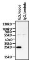 Immunoglobulin Kappa Constant antibody, MA5-12114, Invitrogen Antibodies, Western Blot image 