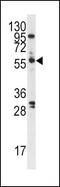 Polo Like Kinase 1 antibody, PA5-15129, Invitrogen Antibodies, Western Blot image 