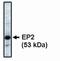 Prostaglandin E Receptor 2 antibody, MA1-12646, Invitrogen Antibodies, Western Blot image 