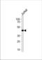 Cysteine protease ATG4B antibody, TA328128, Origene, Western Blot image 
