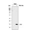 Interleukin 2 antibody, AF-502-NA, R&D Systems, Western Blot image 