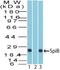 Spi-B Transcription Factor antibody, PA5-23501, Invitrogen Antibodies, Western Blot image 