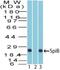 Spi-B Transcription Factor antibody, PA5-23501, Invitrogen Antibodies, Western Blot image 