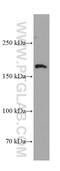 Glutamate Ionotropic Receptor NMDA Type Subunit 2B antibody, 66565-1-Ig, Proteintech Group, Western Blot image 