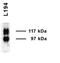 Urea transporter 2 antibody, NBP1-44375, Novus Biologicals, Western Blot image 