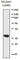mCherry Tag  antibody, 677703, BioLegend, Western Blot image 