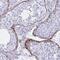 Elastin antibody, PA5-63369, Invitrogen Antibodies, Immunohistochemistry paraffin image 