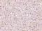 C1q And TNF Related 5 antibody, NBP1-76631, Novus Biologicals, Immunohistochemistry paraffin image 