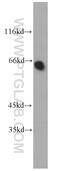 Na(+)/H(+) exchange regulatory cofactor NHE-RF3 antibody, 10507-2-AP, Proteintech Group, Western Blot image 