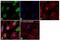 H1 Histone Family Member 0 antibody, PA5-40288, Invitrogen Antibodies, Immunocytochemistry image 