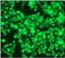 SMAD Family Member 4 antibody, ab40759, Abcam, Immunofluorescence image 