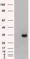 Mortality Factor 4 Like 2 antibody, 45-091, ProSci, Western Blot image 