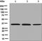 Upstream Transcription Factor 1 antibody, ab125020, Abcam, Western Blot image 