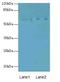 EGF Like Domain Multiple 6 antibody, A58906-100, Epigentek, Western Blot image 