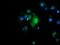 TRNA Methyltransferase 2 Homolog A antibody, MA5-26148, Invitrogen Antibodies, Immunocytochemistry image 