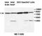 Tripartite Motif Containing 3 antibody, orb77551, Biorbyt, Western Blot image 
