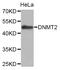 TRNA Aspartic Acid Methyltransferase 1 antibody, LS-C349227, Lifespan Biosciences, Western Blot image 