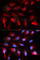 Peroxisome Proliferator Activated Receptor Delta antibody, A5656, ABclonal Technology, Immunofluorescence image 