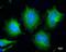 Syntaxin 17 antibody, PA5-40127, Invitrogen Antibodies, Immunofluorescence image 