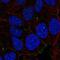 Nance-Horan syndrome protein antibody, NBP2-56313, Novus Biologicals, Immunofluorescence image 