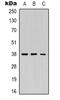 Renin antibody, abx133528, Abbexa, Western Blot image 