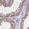 Golgin A5 antibody, NBP2-39007, Novus Biologicals, Immunohistochemistry frozen image 