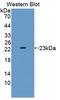 Interleukin 1 Alpha antibody, LS-C372451, Lifespan Biosciences, Western Blot image 