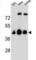 Olfactory Receptor Family 4 Subfamily C Member 13 antibody, abx026261, Abbexa, Western Blot image 