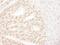 Ankyrin Repeat Domain 28 antibody, NB100-41419, Novus Biologicals, Immunohistochemistry frozen image 