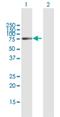 Asparagine Synthetase Domain Containing 1 antibody, H00054529-B01P, Novus Biologicals, Western Blot image 