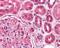 Bone Morphogenetic Protein 6 antibody, 49-650, ProSci, Immunohistochemistry paraffin image 