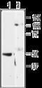 Purinergic Receptor P2Y11 antibody, GTX16872, GeneTex, Western Blot image 