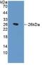 Surfactant Protein B antibody, MBS2003548, MyBioSource, Western Blot image 