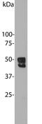 RNA Binding Fox-1 Homolog 1 antibody, MBS415053, MyBioSource, Western Blot image 