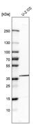 Tyrosylprotein Sulfotransferase 2 antibody, PA5-54319, Invitrogen Antibodies, Western Blot image 