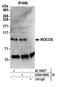 Molybdenum Cofactor Sulfurase antibody, A304-949A, Bethyl Labs, Immunoprecipitation image 
