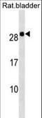 Homeobox B7 antibody, LS-C158815, Lifespan Biosciences, Western Blot image 