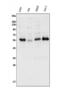Cyclin Dependent Kinase Inhibitor 1C antibody, A01244-1, Boster Biological Technology, Western Blot image 