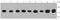 Isocitrate Dehydrogenase (NADP(+)) 1, Cytosolic antibody, NBP2-66911, Novus Biologicals, Western Blot image 