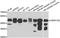 Casein Kinase 1 Gamma 2 antibody, A7326, ABclonal Technology, Western Blot image 