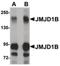 Lysine Demethylase 3B antibody, PA5-20803, Invitrogen Antibodies, Western Blot image 