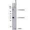 Dystroglycan 1 antibody, AF6868, R&D Systems, Western Blot image 