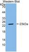 Sphingosine-1-Phosphate Lyase 1 antibody, LS-C373288, Lifespan Biosciences, Western Blot image 