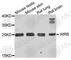 Guided Entry Of Tail-Anchored Proteins Factor 1 antibody, A7000, ABclonal Technology, Western Blot image 