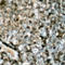 Protein Tyrosine Phosphatase Non-Receptor Type 6 antibody, LS-C358839, Lifespan Biosciences, Immunohistochemistry paraffin image 