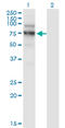 Nuclear VCP Like antibody, LS-C197812, Lifespan Biosciences, Western Blot image 